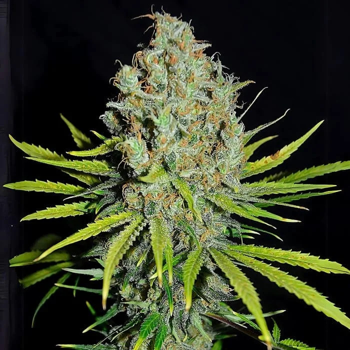 Empire Seeds - Grape Stomper - Feminized