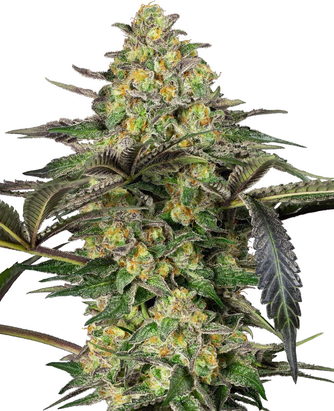 Sensi Seeds - Grapevine Candy - Feminised