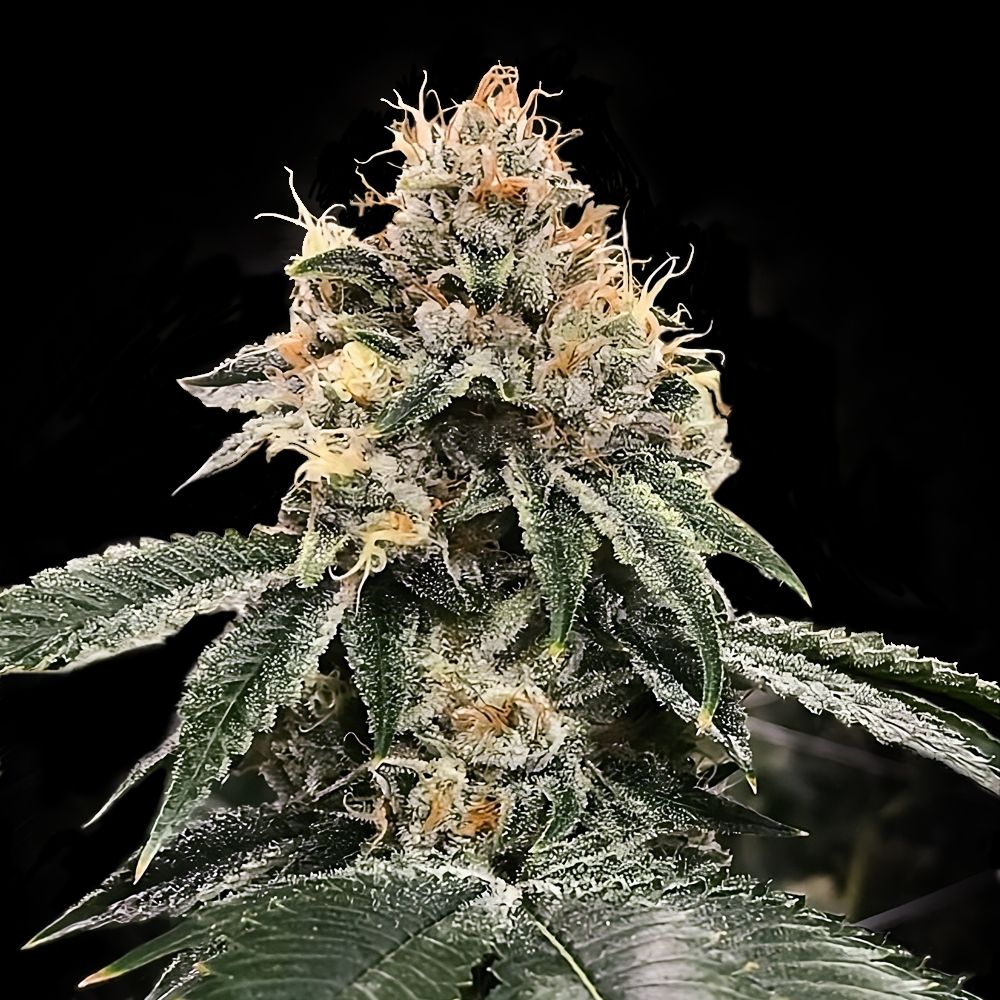 DNA Genetics Seeds - HG23 aka Michael Jordan - Feminized