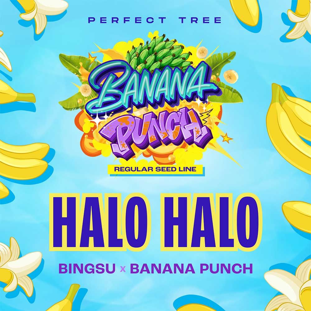 Perfect Tree Seeds - Halo Halo - Regular 