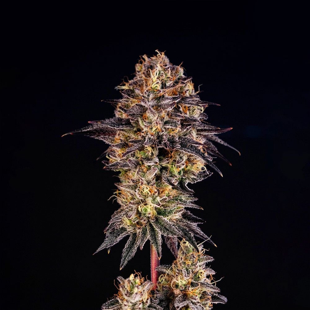 Black Tuna Seeds - Happy Lora Feminized