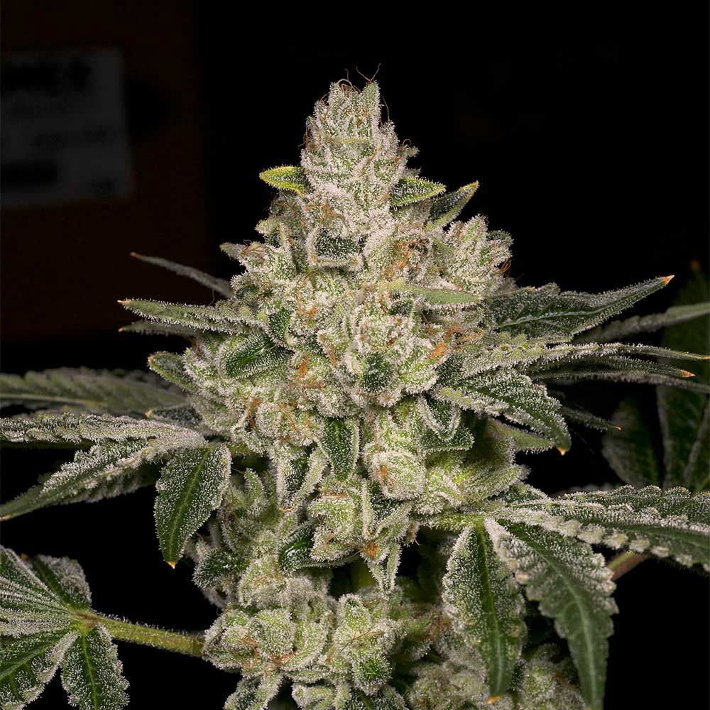 Archive Seedbank - Hash Blast Feminized