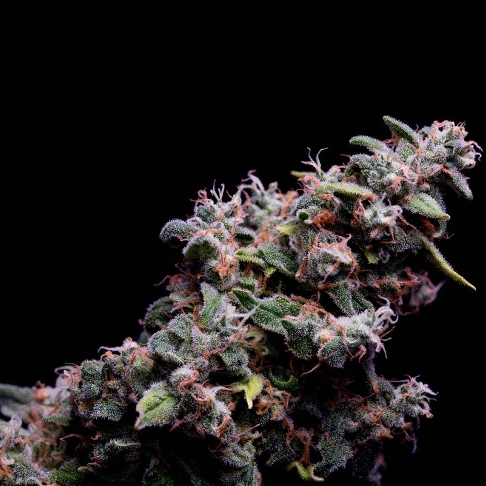 Green Bodhi Genetics - Hazy Kush s1 - Feminized