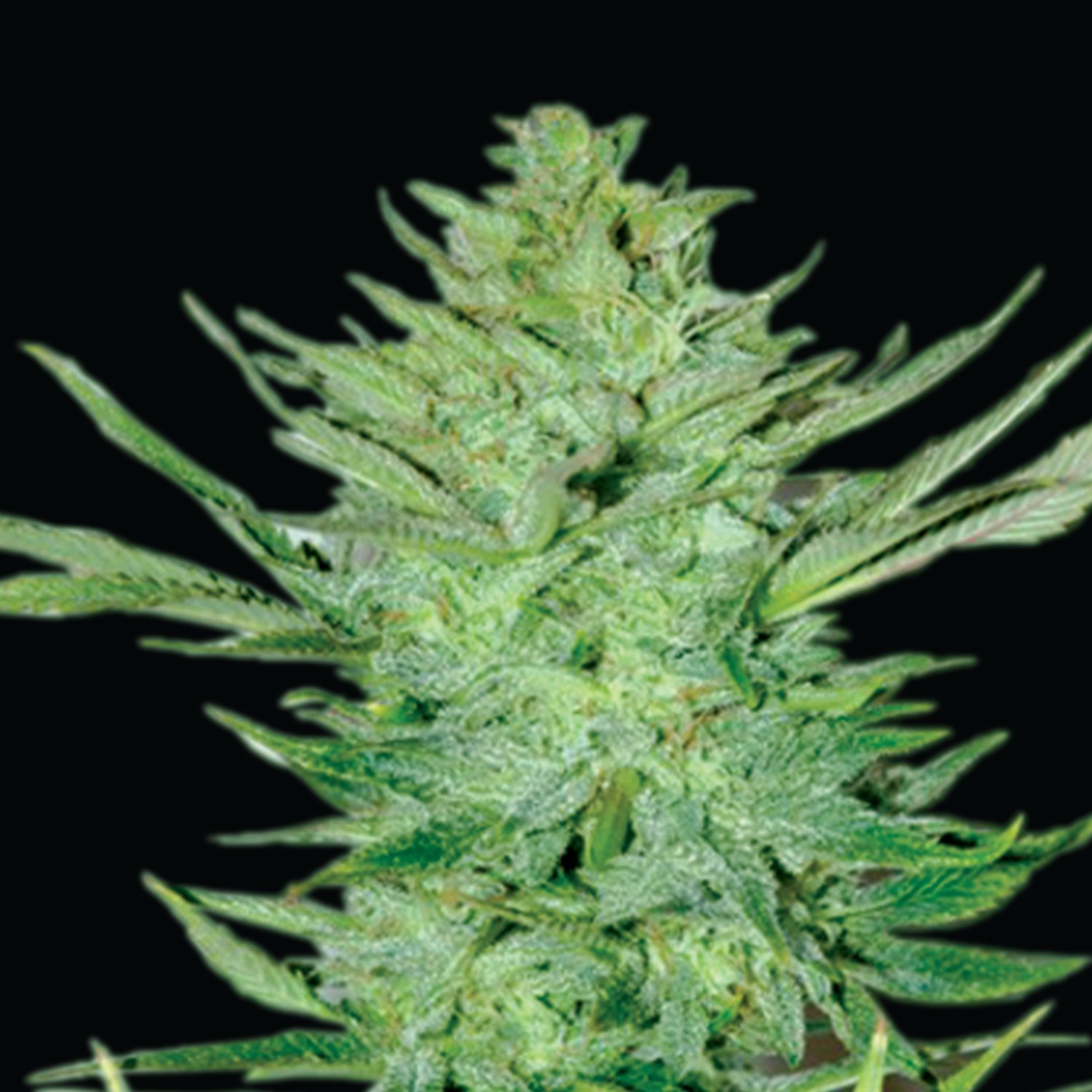 Emerald Triangle Seeds - Headlights Kush Auto Regular