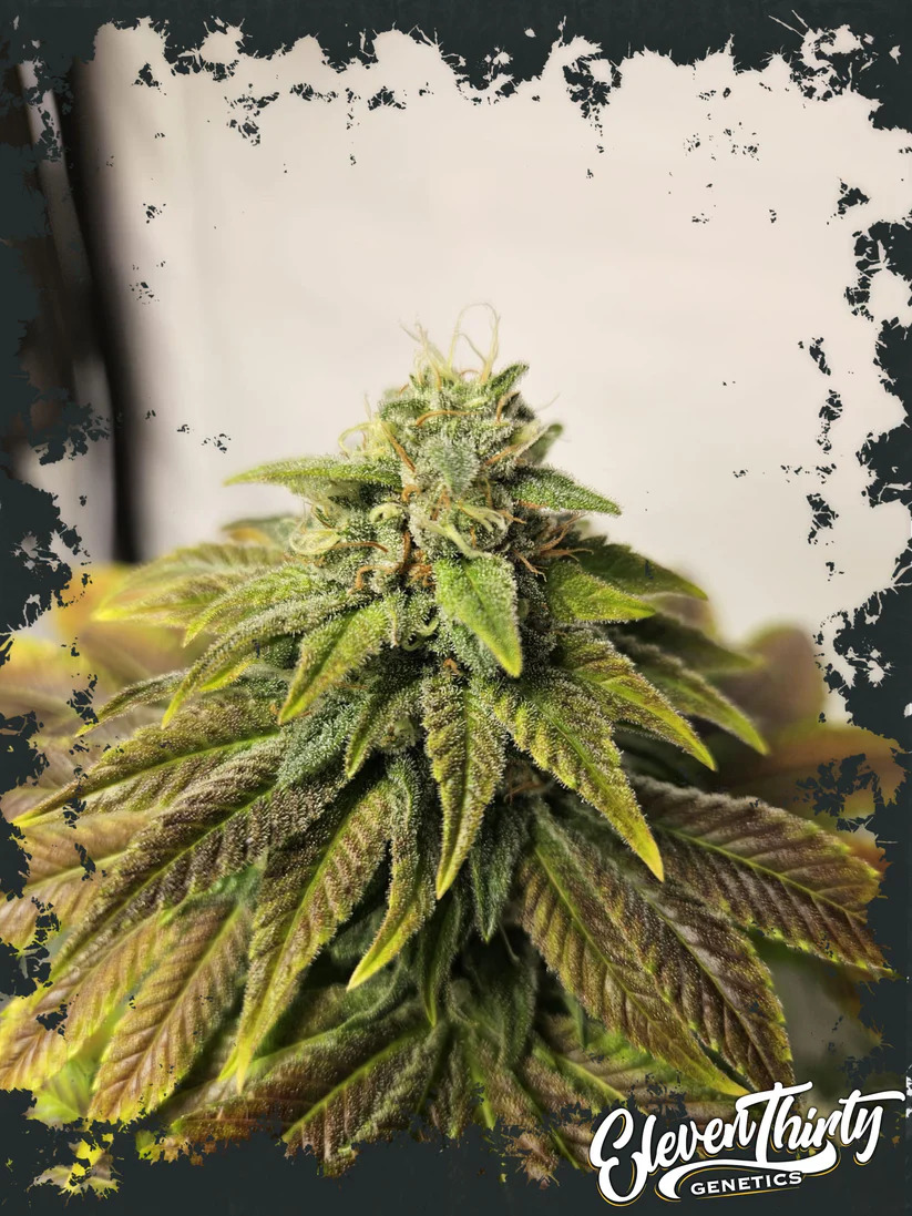 Eleven Thirty Genetics - Highlighterz Auto - Feminized