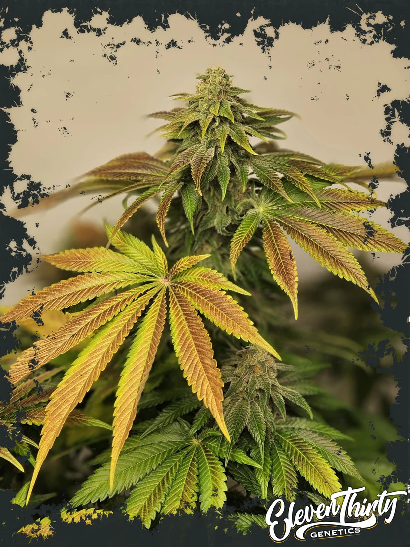 Eleven Thirty Genetics - Highlighterz - Feminized