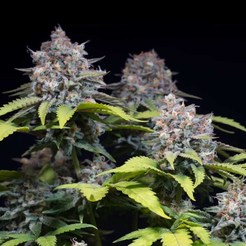 Paradise Seeds - Highway 66 Feminized