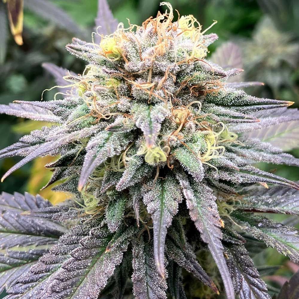 Karma Genetics Seeds - Highway Harmony - Regular