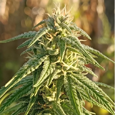 Ace Seeds - Himalaya Snow - Regular