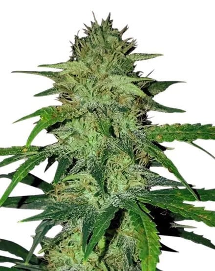 Hindu Kush - Feminized - 2024 Cannabis Seed Collection 