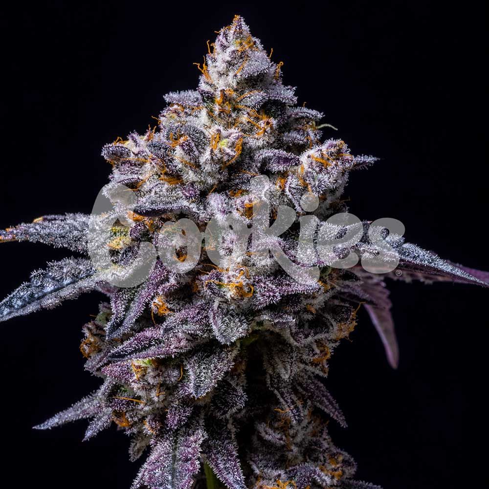 Cookies Seeds - Hollywood - Feminized