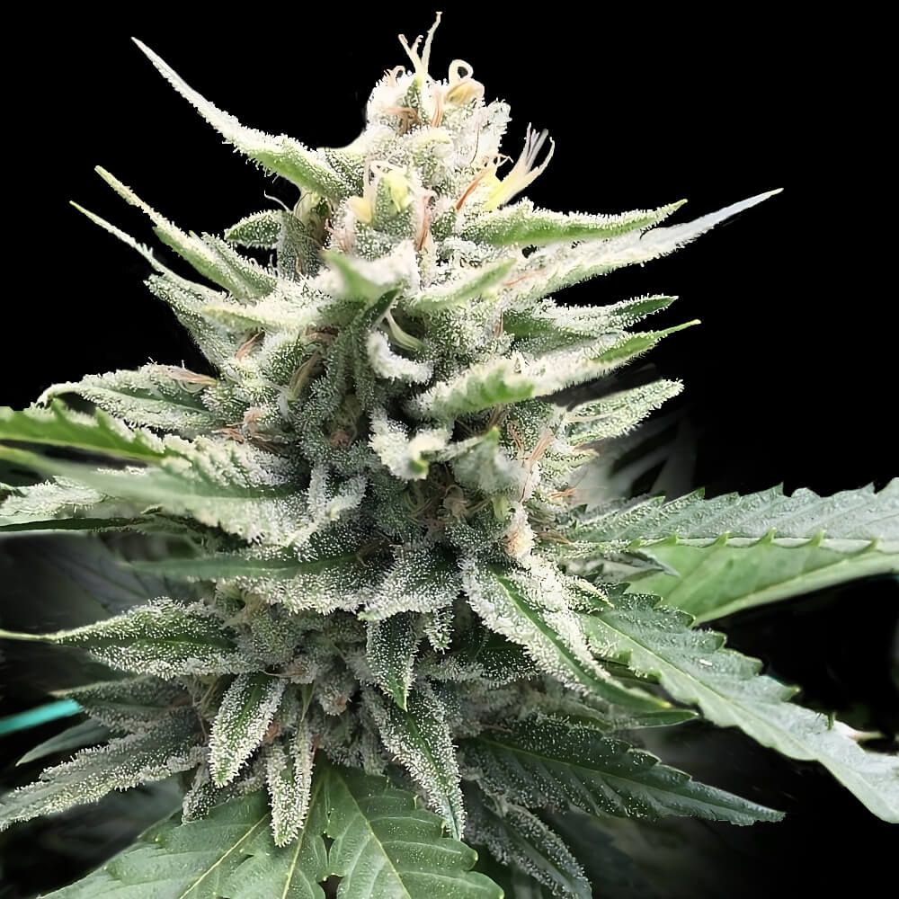 DNA Genetics Seeds - Honey Banana S1 - Feminized