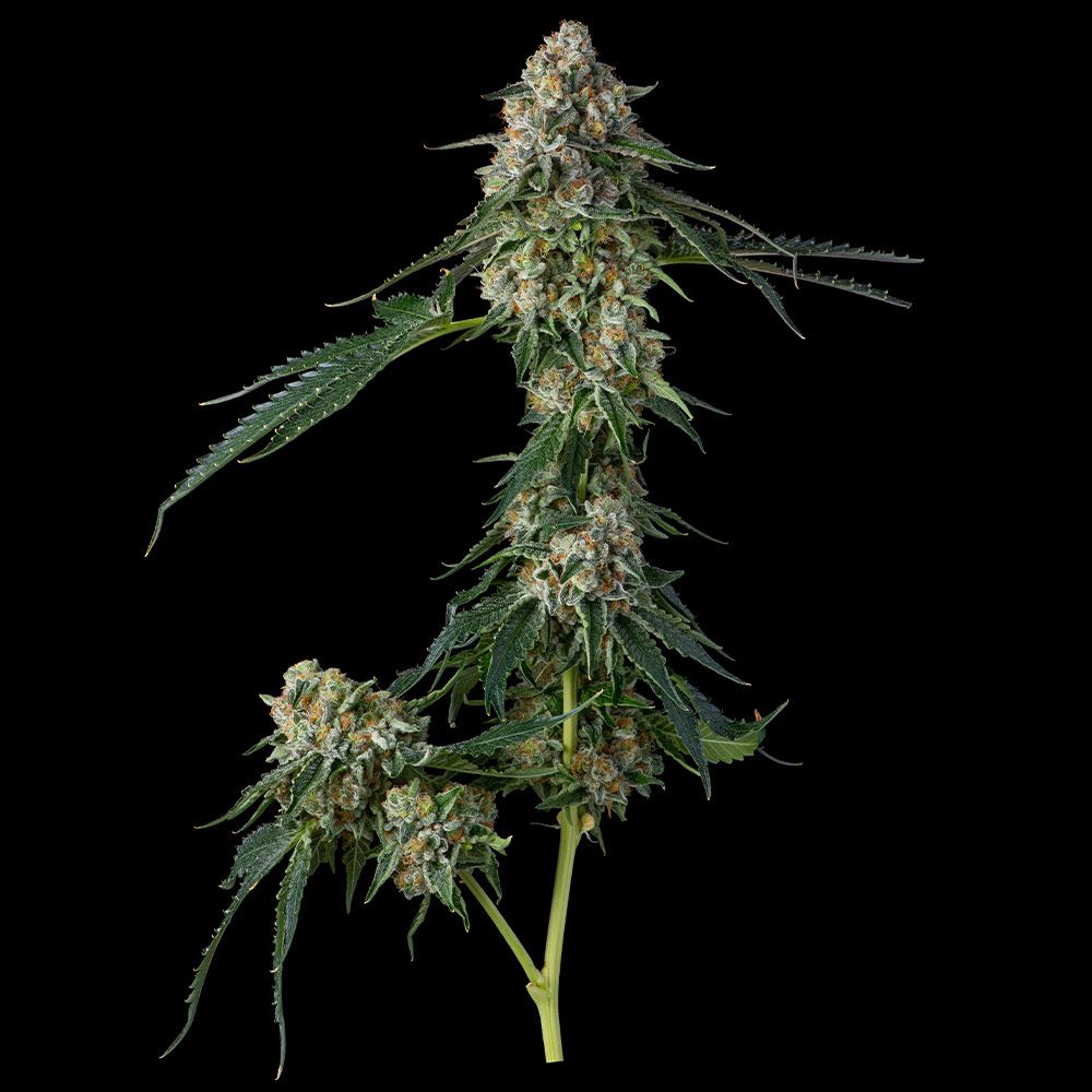 Compound Genetics - Honeycomb Pavé - Feminized