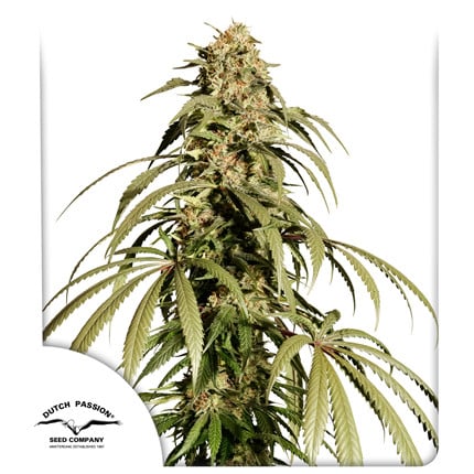 Dutch Passion Seeds - Ice Cream Haze - Feminized