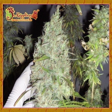 2024 Cannabis Seed Collection - Incredible Bulk - Feminized