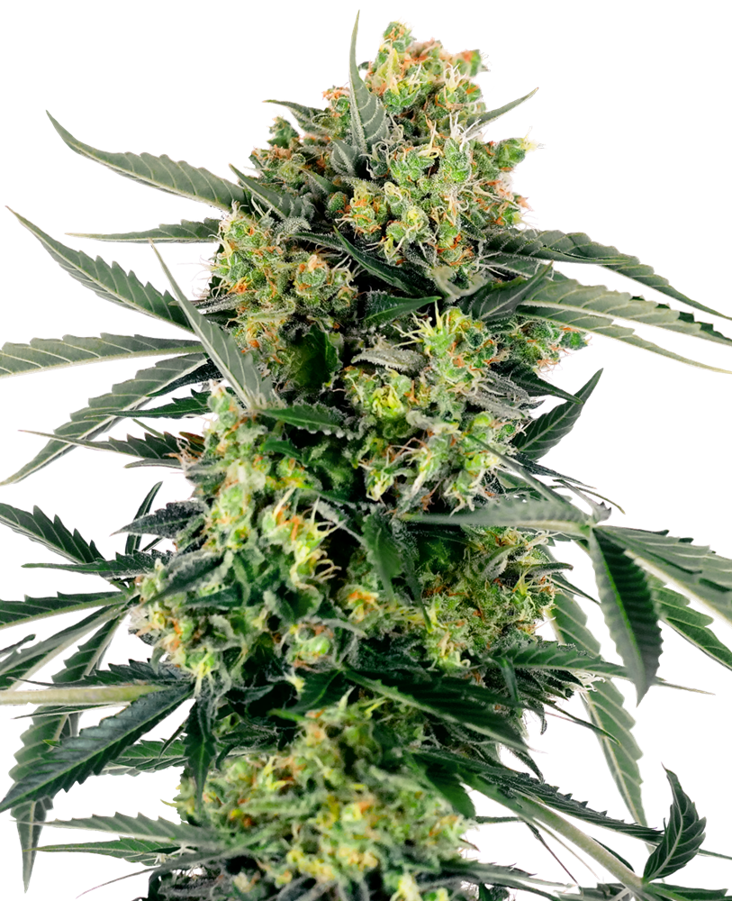 Sensi Seed Bank Seeds - Jack Herer Auto - Feminized