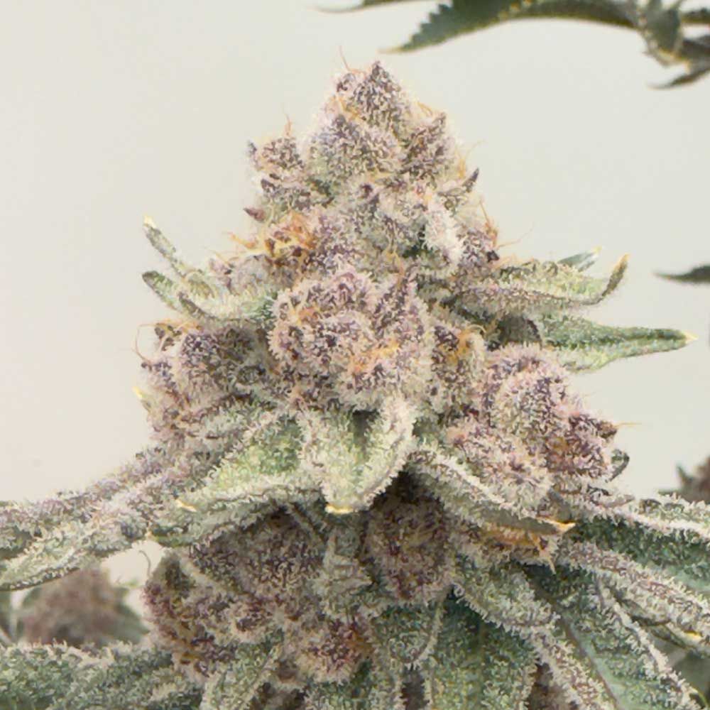 Mosca Seeds - JellyCat - Feminized