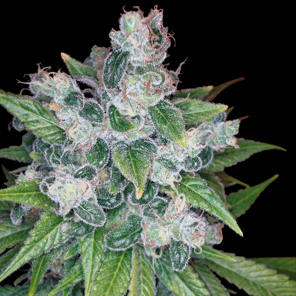 DNA Genetics - Kandy Kush - Feminized 