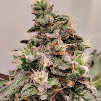 Ace Seeds - Kashmir - Regular