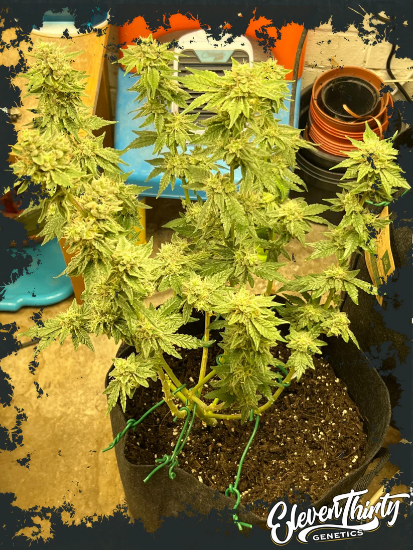 Eleven Thirty Genetics - Kerosene Cookies Auto - Feminized