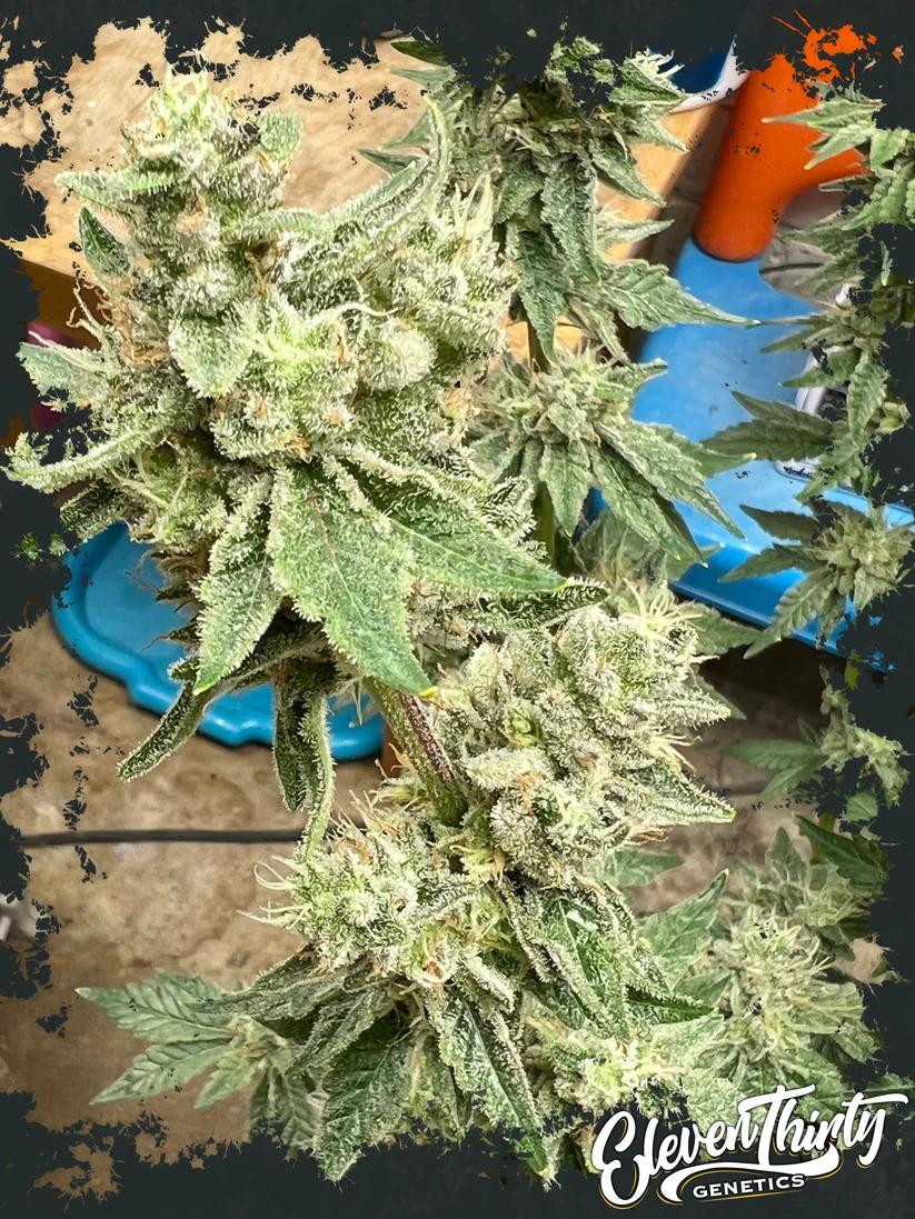  Eleven Thirty Genetics - Kerosene Cookies - Feminized