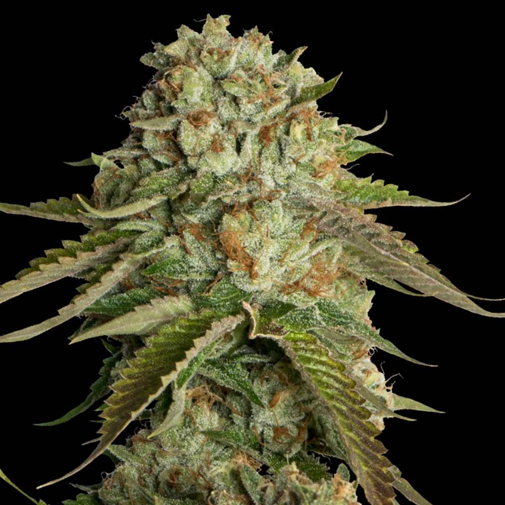 DNA Genetics - Kosher Kush - Feminized 