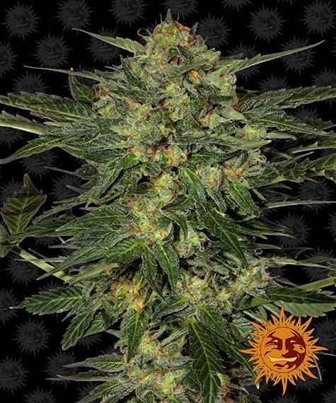 2024 Cannabis Seed Collection - L.S.D. Feminized