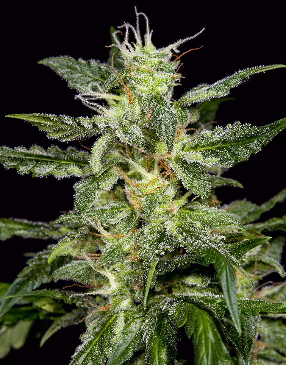 Triploid Cannabis Seeds - Lumina - Feminized Triploid