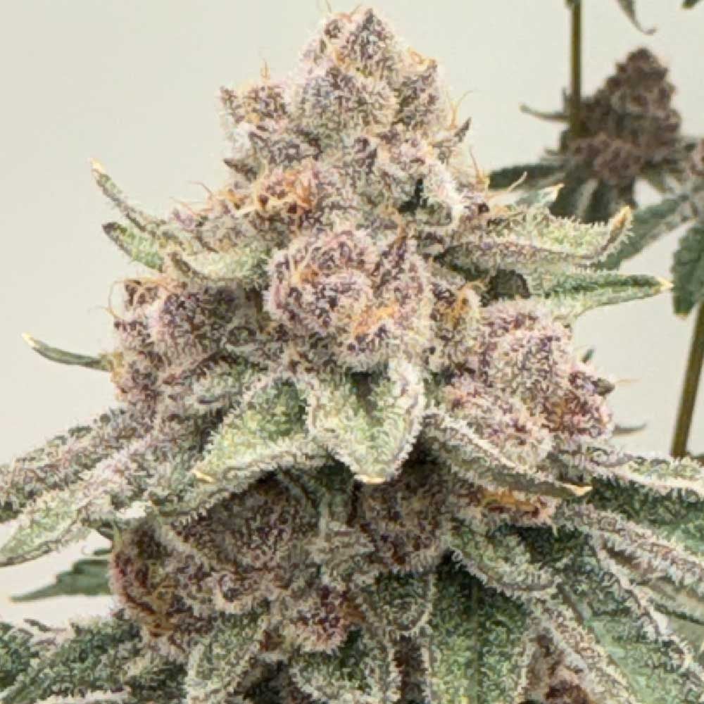 Mosca Seeds - Lane 8 - Feminized