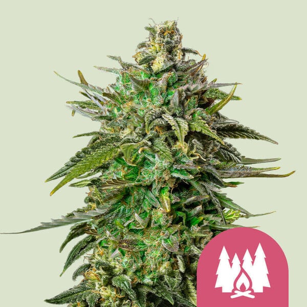 Royal Queen Seeds - Larry OG Feminized