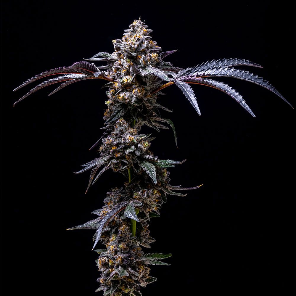 Cookies Seeds - Lemon Cherry Pop - Feminized