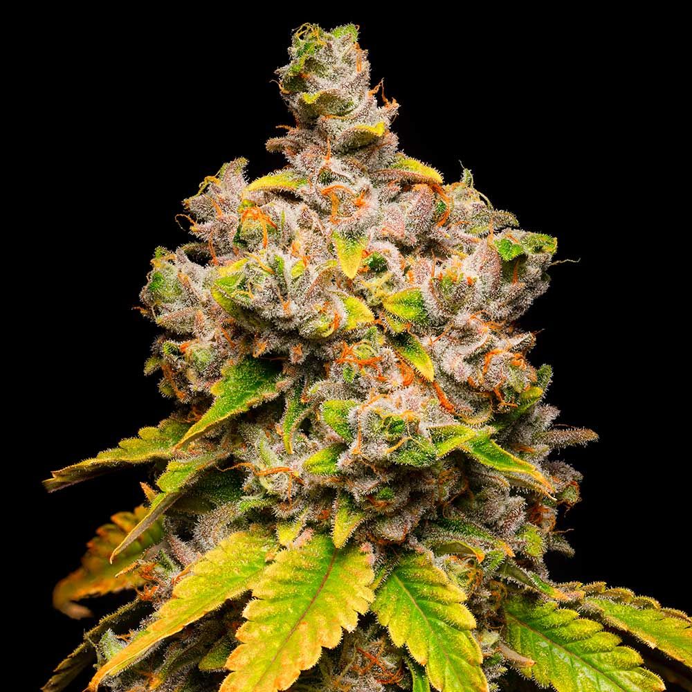 Cookies Seeds - Lemon Cherry Sherb - Feminized