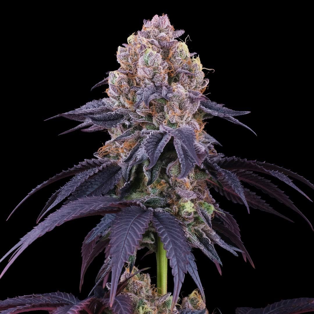 Perfect Tree Seeds - Lemon Coconut Fat Bomb - Feminized