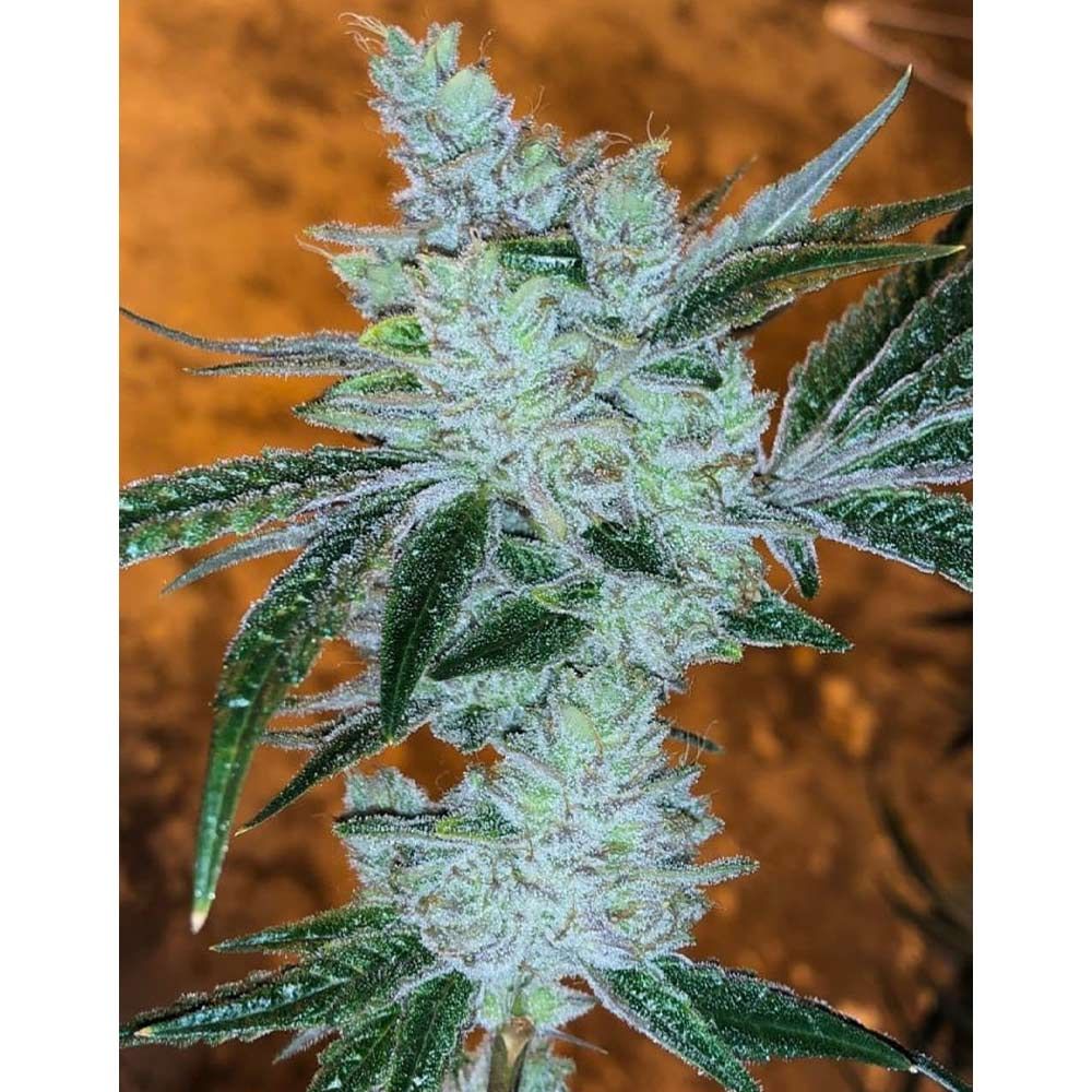 Cali Connection Seeds - Lemon Delight Feminized