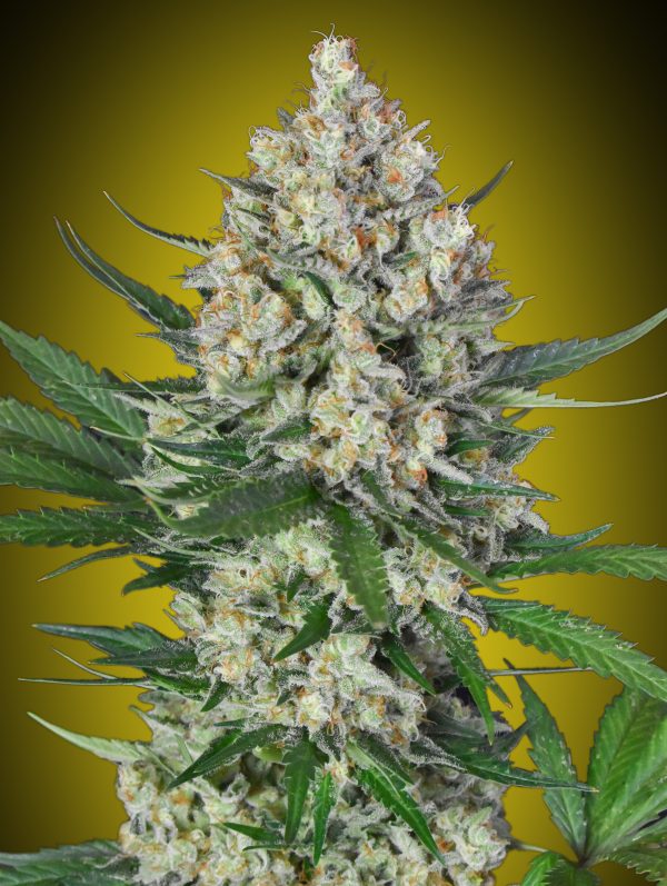 OO Seeds - Lemon OG Feminized