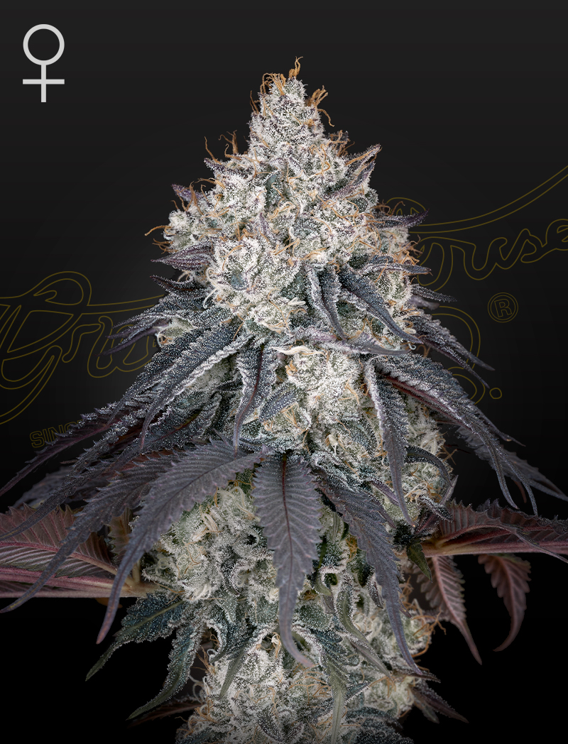 2024 Cannabis Seed Collection - Lemon Orange Feminized