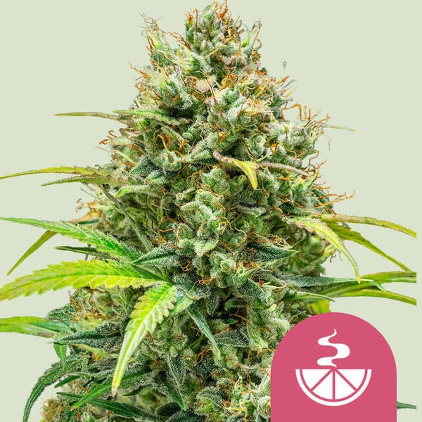 Royal Queen Seeds - Lemon Skunk - Feminized