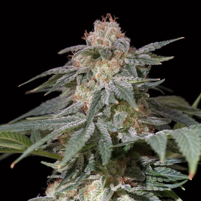 Silent Seeds - Lemon Tree FAST by Lemon Tree - Feminized