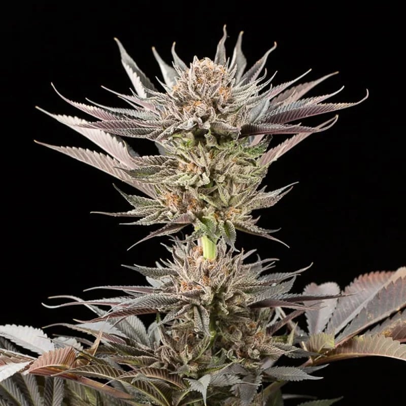 Silent Seeds - Lemon Tree 2.0 by Lemon Tree - Feminized