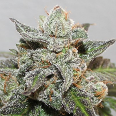 Ace Seeds - Limited Edition Kalidonia - Feminized