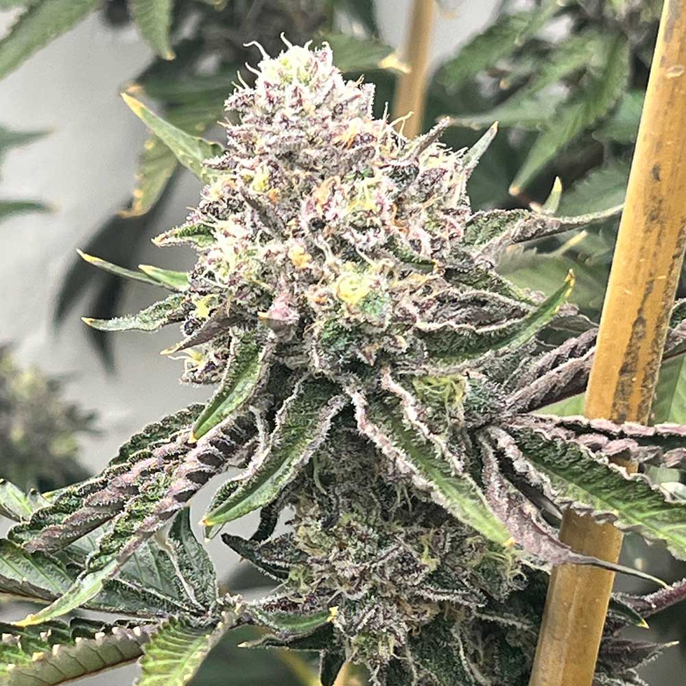 Mosca Seeds - Loop Hole - Feminized