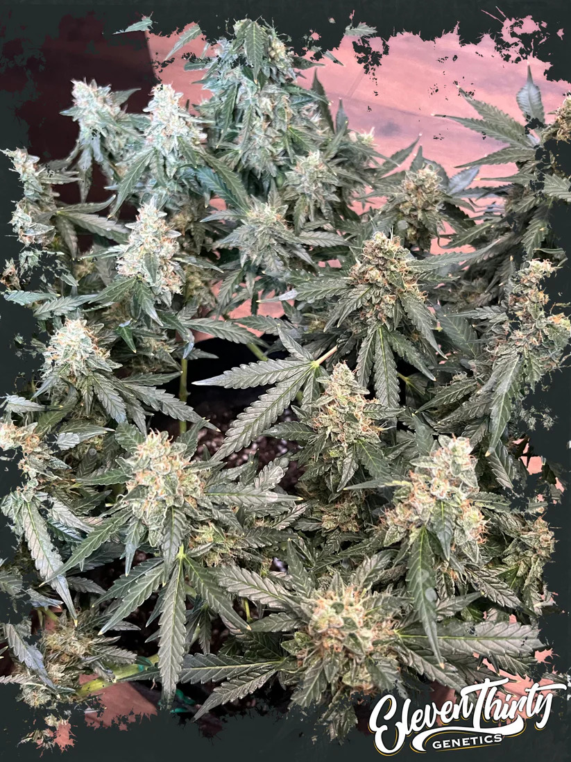 Eleven Thirty Genetics - Lung Ztrikez Auto - Feminized