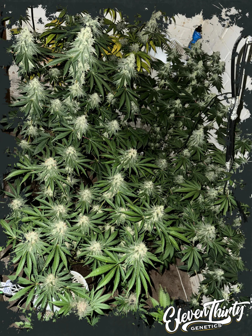 Eleven Thirty Genetics - Lung Ztrikez - Feminized