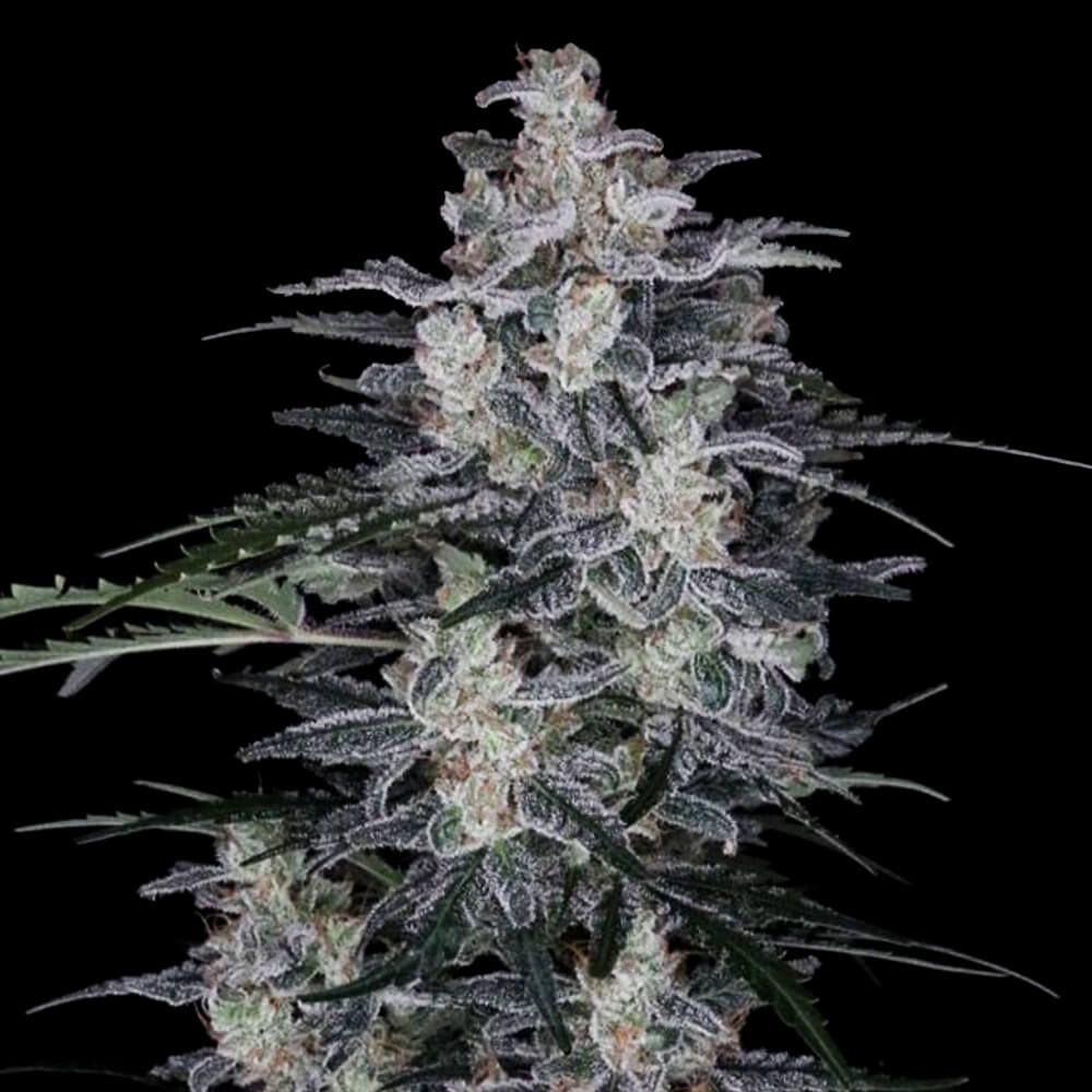 DNA Genetics - MacNana Auto Feminized 