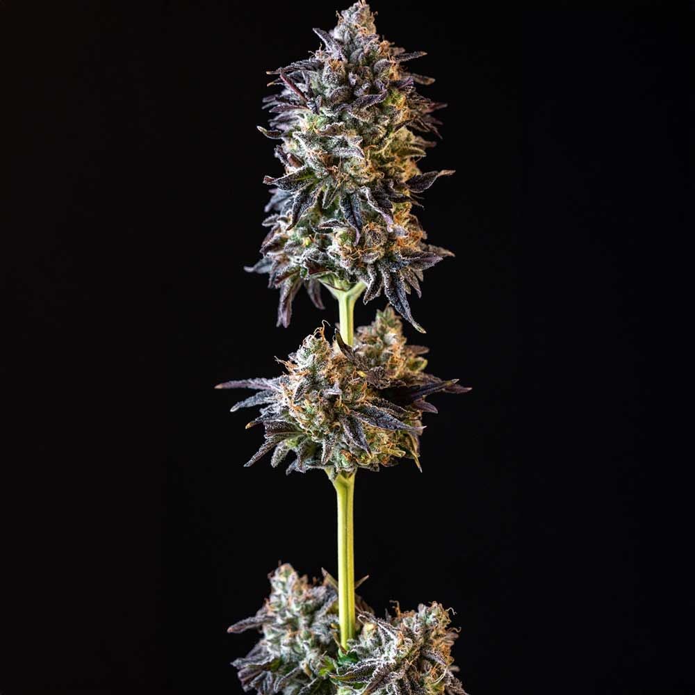 Black Tuna Seeds - Merengon Feminized