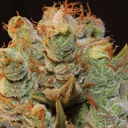 MK-Ultra x Bubblegum - Feminized - T.H.Seeds