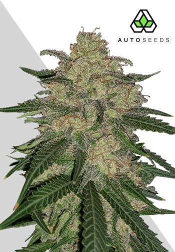 Auto Seeds - Mango Cookies Auto - Feminised 