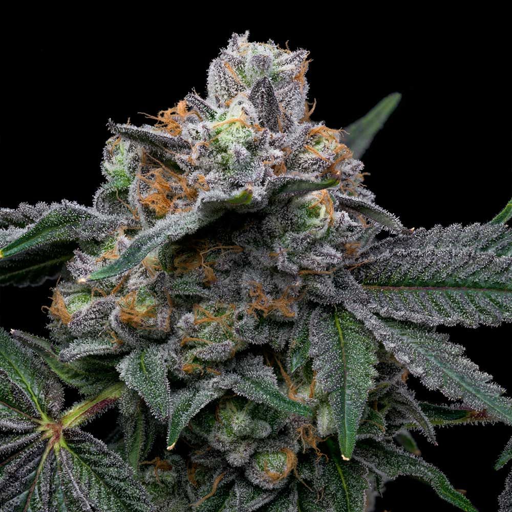 Cookies Seeds - Mango Z x Hollywood - Feminized