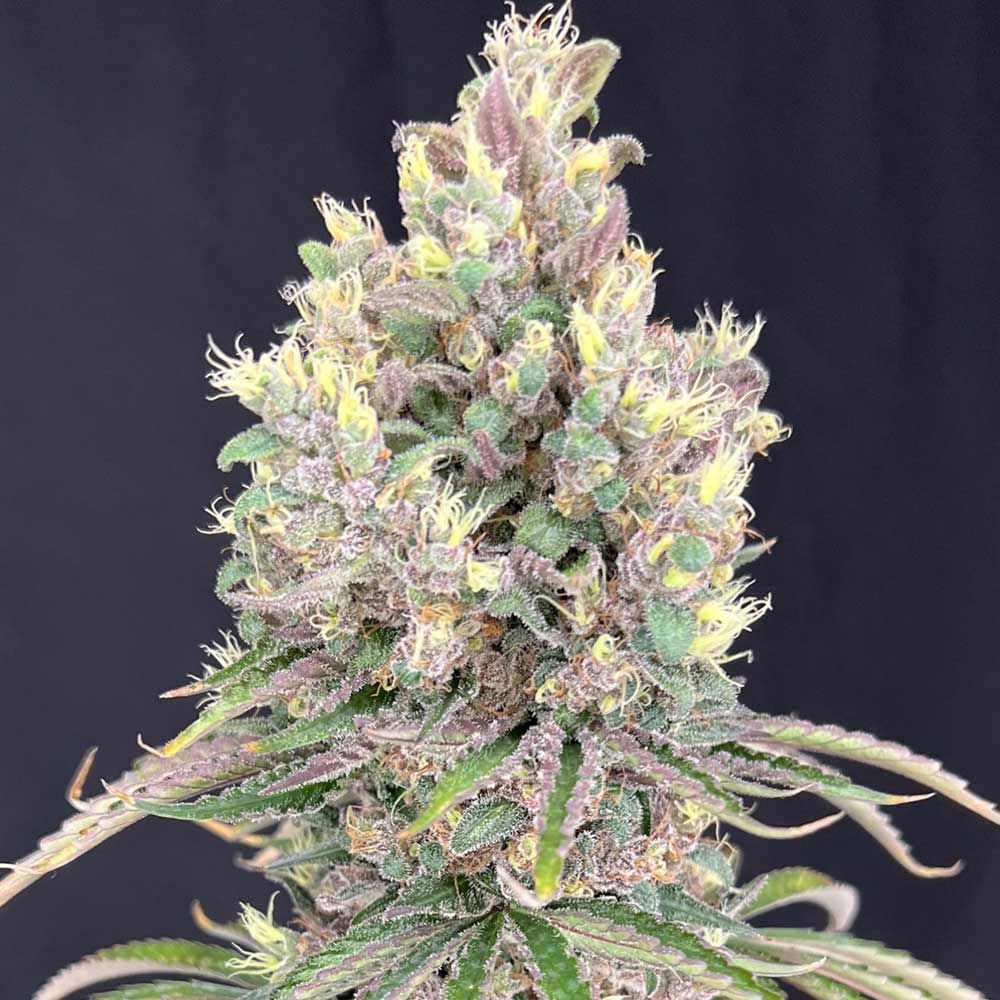 Mosca Seeds - Marvista - Feminized