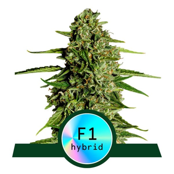 Titan F1 Auto – Feminized – Royal Queen Seeds  